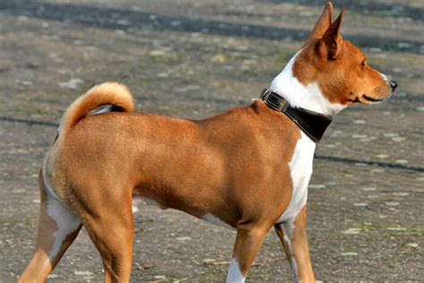 basenji adoption florida|hypoallergenic dogs for adoption basenji.